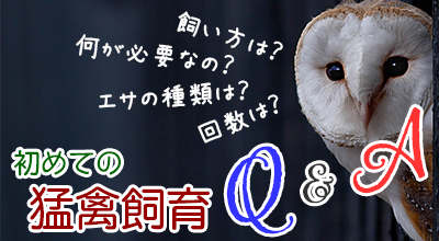 初めての猛禽飼育q A タカやフクロウなどの猛禽類を初めて飼われる方へ