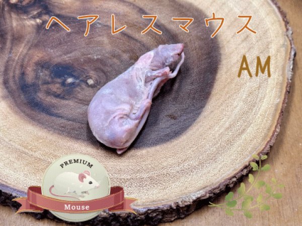 画像1: 冷凍ヘアレスマウス★アダルトMサイズ (1)