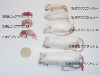 画像1: 冷凍ピンクマウス★Mサイズ【10匹入り】