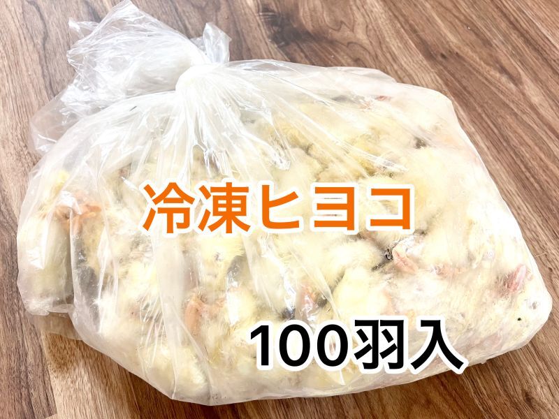 冷凍ヒヨコ　100羽